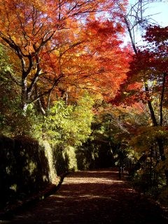 Autumn leaves in Japan - YHA – Hong Kong Youth Hostels Association